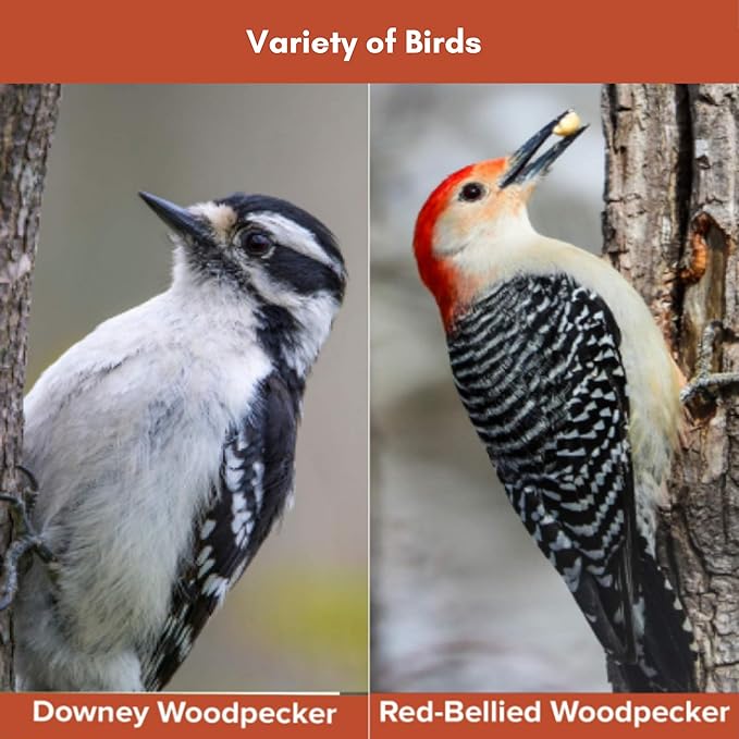 Blue Seal Woodpecker Mix Wild Bird Seed | Premium Blend of Nuts, Sunflower Seeds, and Fruit | Attracts Wide Variety of Wild Outside Birds | Convenient Shell-Free Mix | Made in USA | 8 Pound Bag