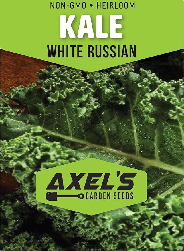 White Russian Kale Seeds for Planting – Plant & Grow Heirloom White Russian Kale in Home Outdoor Vegetable Garden, Brassica Napus – 5 Packets
