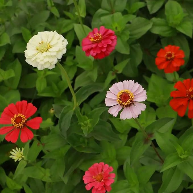 Mixrug Zinnia Seeds for Planting, 300pcs Double Petaled Zinnia Seeds Non-GMO Heirloom Rare Colorful Flower Plants, Open Pollinated Beauty Home Garden Flowers for Outdoors