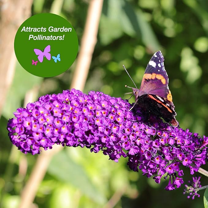 Perfect Plants Nanho Butterfly Shrub 1 Gallon | Live Bush for Outdoor Planting | Attracting Pollinators Like Butterflies, Bees, and Hummingbirds | Gorgeous Purple Flowers in Spring