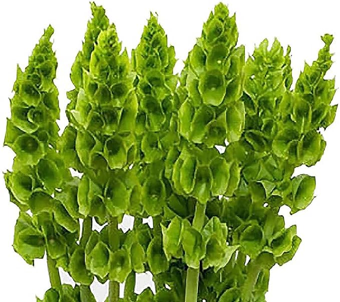 Bells of Ireland Seeds - Great Addition to Flower Borders - Approximately 150 Seeds