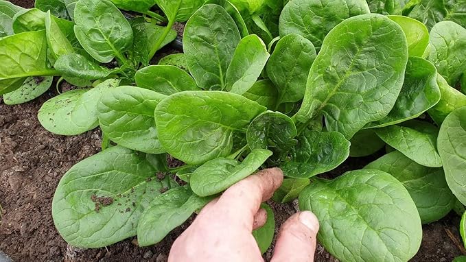 Seeds Four Seasin Spinach Viroflay - Heirloom Vegetable - GMO Free