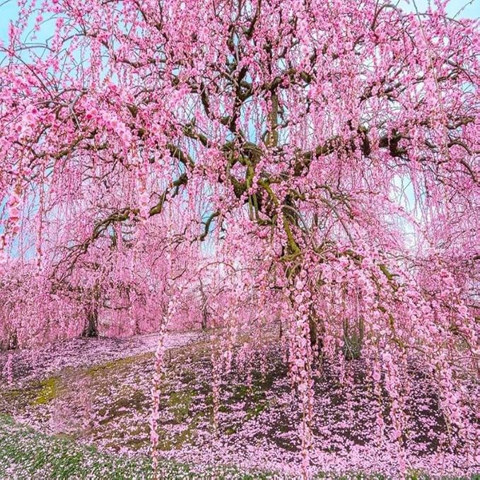 45+ Garden Weeping Cherry Blossoms Seeds for Planting-Non-GMO Heirloom Plant Seeds Garden Outdoor