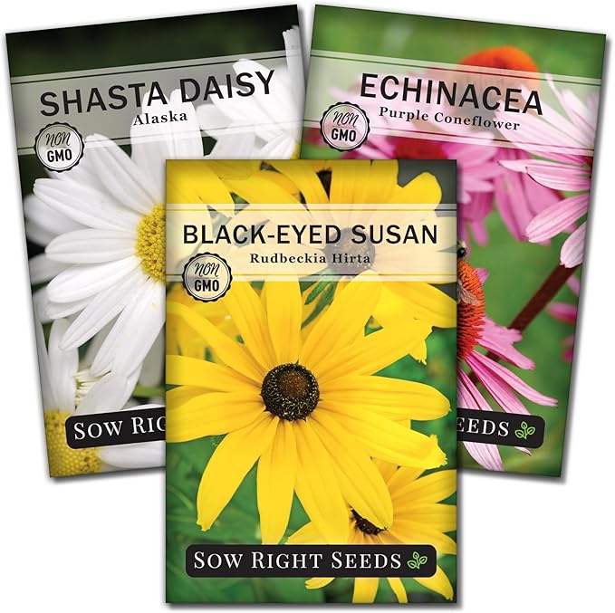 Sow Right Seeds - Perennial Three Flower Garden Seed Collection for Planting - Black-Eyed Susan, Shasta Daisy, Purple Coneflower - Non-GMO Heirloom Packets Home Gardening - Attract Local Pollinators