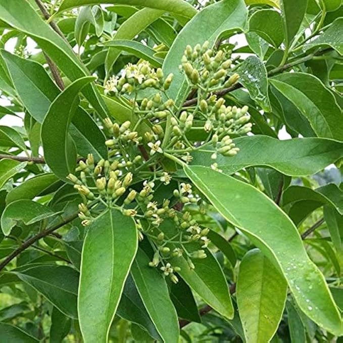 Indian Sreeghandha Seeds for Planting, Aromatic & Hardy Variety, Fast Germination, High Yield, Easy to Grow, Low Maintenance Herb for Home Garden, Pots, Backyard & All Climate Zones