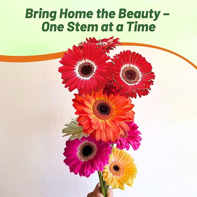 Outsidepride Bicolor Mix Gerbera Seeds - 20 Pcs Perennial, Compact & Low Maintenance, Flower Seeds for Planting w/Vibrant Mixed Blooms, Ideal for Garden Landscaping & Cut Flower Arrangements