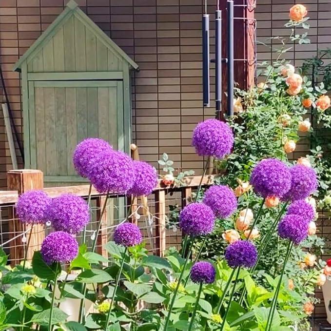1000+ Purple Blue Rare Plant Flower Seed for Planting Giant Allium Seeds for Planting Globemaster Allium Giganteum Flower Seeds Outdoor Home Garden