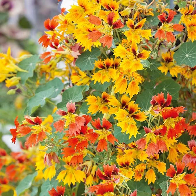 Eden Brothers Nasturtium Seeds - Phoenix