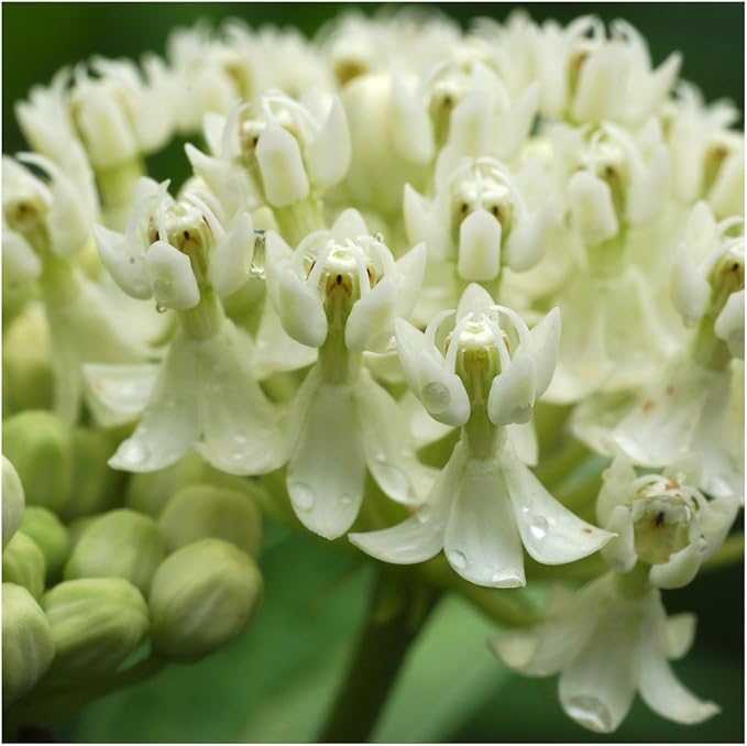 Seed Needs Milkweed Seeds for Planting Swamp Milk Weed (Asclepias Incarnata) White & Pink Seed Collection - Attract Monarch Butterflies by Growing a Butterfly Garden (2 Packs)