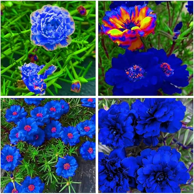 10000+Mixed Portulaca Moss Rose Seeds for Planting Outdoor Beautiful Garden Decor Home