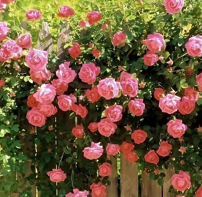100+ Climbing Rose Mix Seeds Colorful Flower Garden Planting