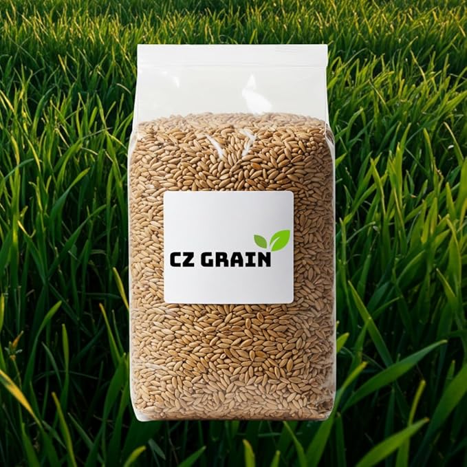 Outdoors Perennial Ryegrass Seeds – 500 Seeds - Premium Quality Non-GMO Grass Seed for Lawns, Pastures, and Sports Fields, Golf Course