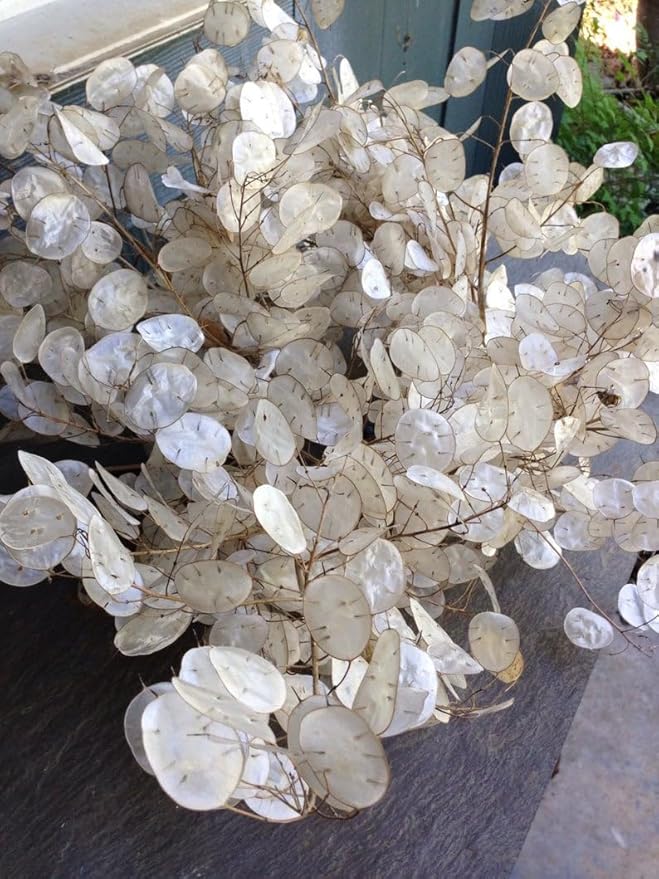 TomorrowSeeds - Money Plant (Lunaria) Seeds - 150+ Count - for 2026 Planting Non-GMO Heirloom Lunaria Honesty Silver Dollar Perennial Wildflower Garden Flower Dried Bouquet House Plant Live
