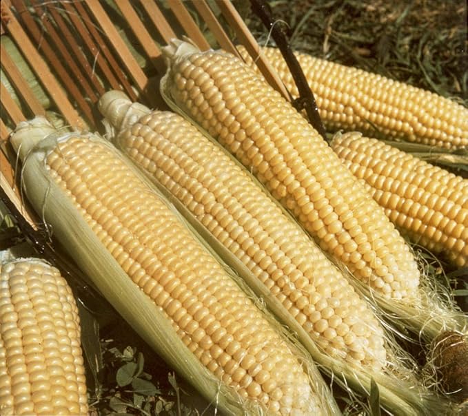GURNEY'S - Sweet Corn Kandy Korn Hybrid Pkt - Approx. 250 seeds