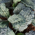 Black Magic Kale Seed 1/4 LB ~32,000 Seeds - Non-GMO, Heirloom, Open Pollinated - Vegetable Gardening & Microgreens Seeds
