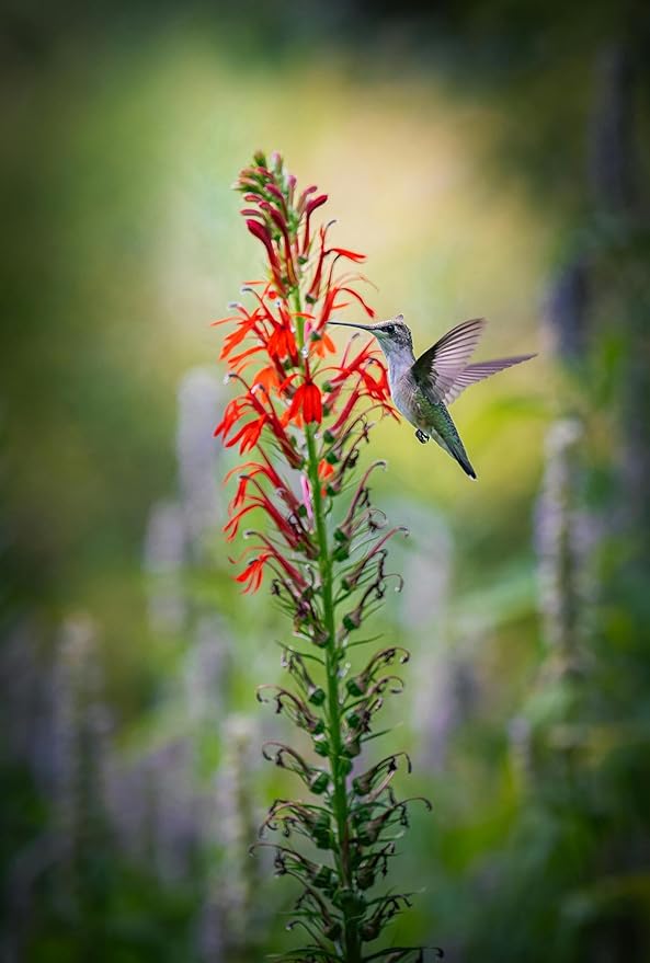 Cardinal Flower Seeds (Lobelia cardinalis) - Brilliant Red Blooms for Pollinator Gardens, Wet Areas, and Borders | Non-GMO, Hardy Perennial for Part Shade and Moist Soil (200)