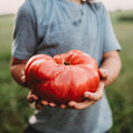 1884 Pink Slicing Tomato - 25 Seeds - Heirloom & Open-Pollinated Variety, Rare Heirloom, USA-Grown, Non-GMO Vegetable Seeds for Planting Outdoors in The Home Garden, Thresh Seed Company
