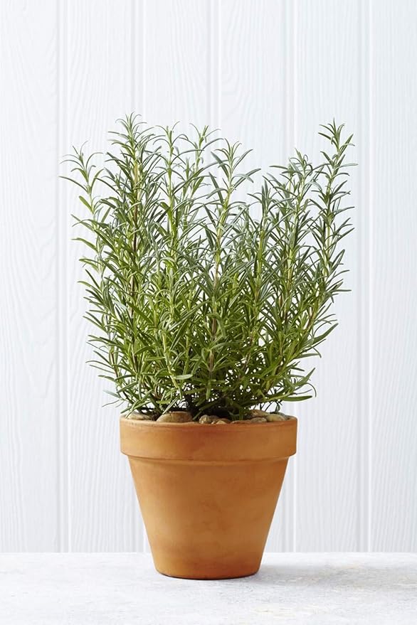 Gaea's Blessing Seeds - Rosemary Seeds - Heirloom Non-GMO Seeds with Easy to Follow Instructions 97% Germination Rate (Pack of 3)