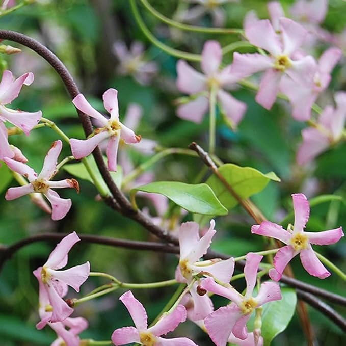 Climbing Jasmine Flower Seeds for Planting, 100+pcs Rare Perennial Fragrant Climber Jasmine Flower Seeds Plants, Non-GMO Heirloom Beauty Windmill Climbing Flowers in Home Garden Outdoors