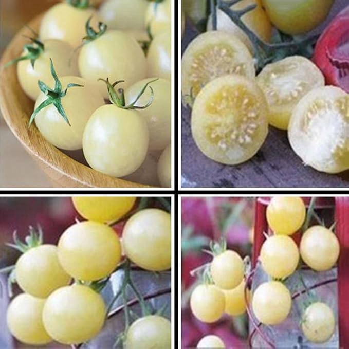 Seeds Vegetable Cherry Tomato Snow White - 25 Seeds