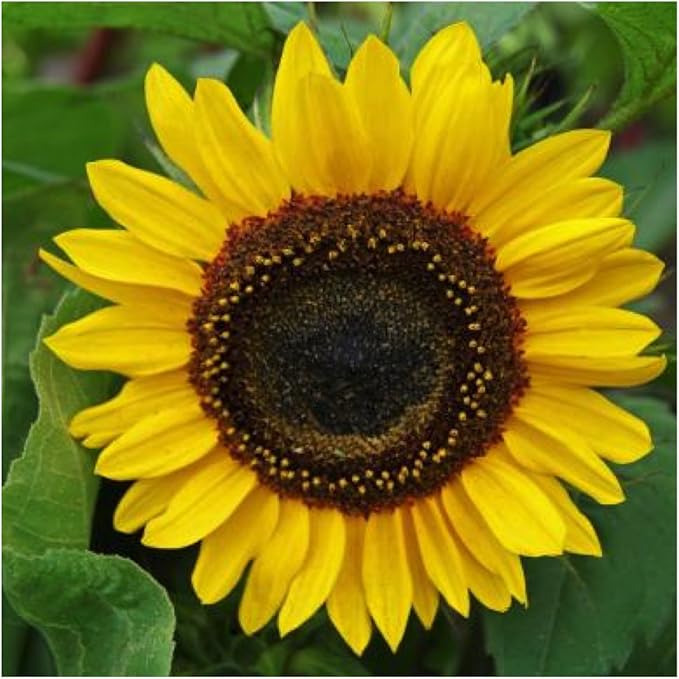 Seed Needs, Henry Wilde Sunflower Seeds - 100 Seeds for Planting Helianthus annuus - Open Pollinated Annual Flowers to Grow a Butterfly Garden (1 Pack)