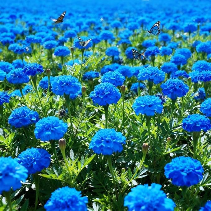 300+ Mixed Marigold Seeds for Planting-French Marigold Flower Seed to Plant-Annual Flowers Non-GMO Heirloom Seeds-Open Pollinated
