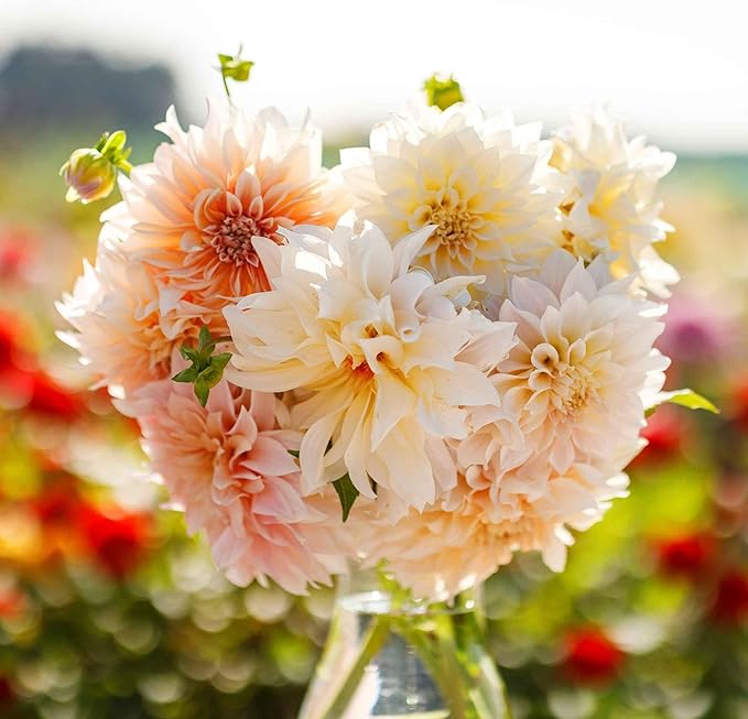 Eden Brothers Dahlia Bulbs (Dinnerplate) - Cafe au Lait, Non-GMO Bulbs for Planting, 4 Bulbs | Low-Maintenance Flower Bulbs, Plant During Spring, Zones 8, 9, 10, 11