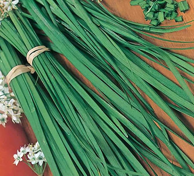 Chives Great Herb Heirloom Vegetable Bulk 15,000 Seeds