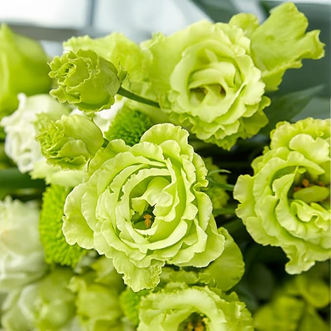 Park Seed Lisianthus Flowering Planting Seeds, Easy to Grow, Variety of Colors and Sizes, Spring Garden, Rosanne 2 Clear Green, Pack of 25