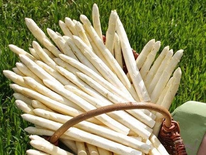 Seeds White Asparagus Sparrow Grass Heirloom Giant Vegetable for Planting Non GMO