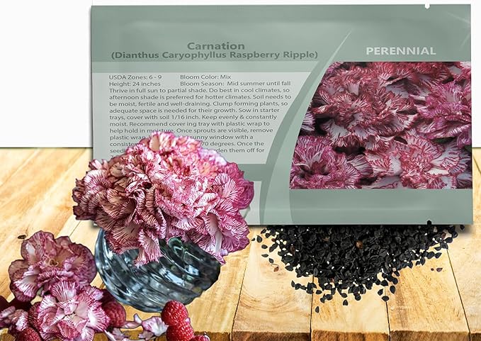 Outsidepride Raspberry Ripple Carnation Seeds - 100 Pcs Perennial, Easy to Grow Flower Seeds for Planting with Fragrant Blooms, Ideal for Pollinators, Cutting Gardens, Bouquets, & Floral Arrangements