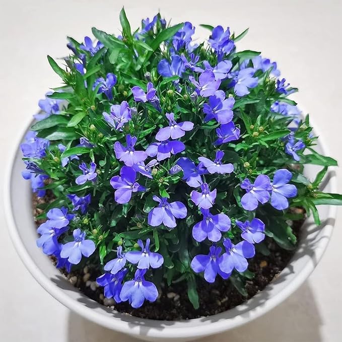 Creeping Thyme Seeds for Planting - 21000+ Blue Creeping Thyme Seeds Non-GMO Perennial Flower Seeds Ground Cover Plant Landscaping, Easy to Grow