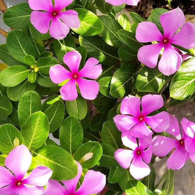 50+Periwinkle Vinca Seed for Planting Garden Flowers Ground Cover Plants