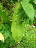 Luffa Gourd Seeds 50 Count, COOL BEANS N SPROUTS Brand. Home Gardening.