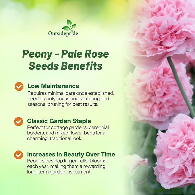 Outsidepride Peony Pale Rose Poppy Seeds for Planting - 10,000 Pcs Annual, Drought-Tolerant & Easy to Grow Wildflower Seeds with Vibrant Light Pink Blooms for Landscaping, & Pollinator Garden