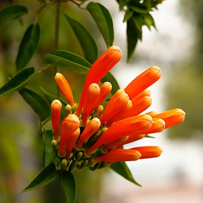 Mixrug 18pcs Firecracker Vine Seeds for Planting, Non-GMO Heirloom Perennial Colored Firecracker Vine Flower Plant Seeds, Open Pollinated Beauty Home Garden Flowers in Outdoors