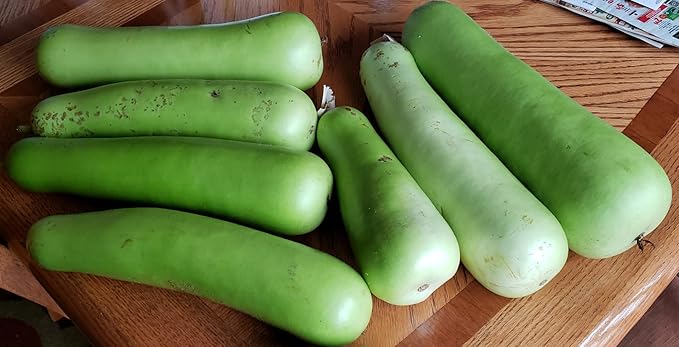 Heirloom Bottle Gourd New Lauki Cucuzzi Seeds Opo Asian Calabash Melon Chinese Squash Non-GMO Heirloom 20pcs