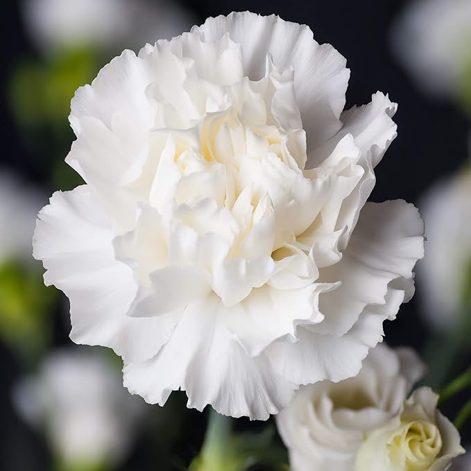 Outsidepride White Carnation Seeds - 1000 Pcs Biennial, Easy to Grow Flower Seeds for Planting with Fragrant Blooms, Ideal for Pollinators, Cutting Gardens, Bouquets, & Floral Arrangements