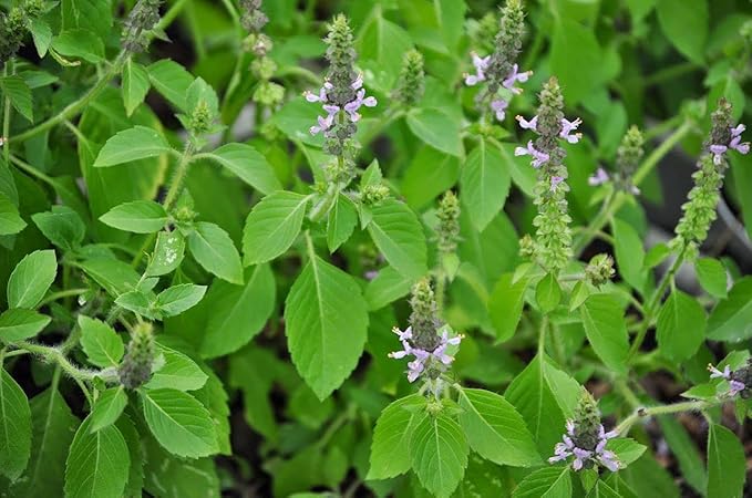 RAISE ME UP: Seeds Ornamental Holy Basil Tulsi Non GMO Heirloom