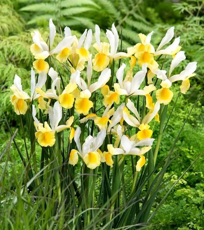 Votaniki Montecito & Miss Saigon Iris Mix Bulbs - Perennial Dutch Iris, Fragrant Blooms | Spring Flowering 30x Montecito and 30x Miss Saigon Iris Bulbs - Easy to Grow (60 Pack)