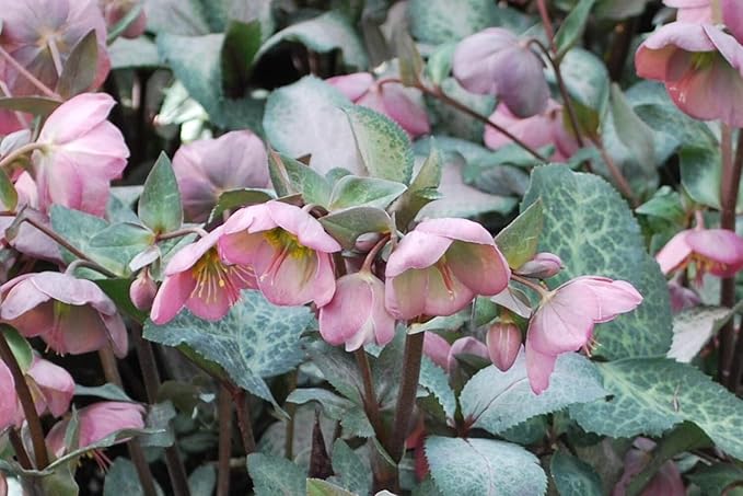 Perennial Farm Helleborus Frostkiss® Penny's Pink No. 1