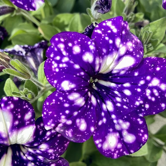 Rare Petunia Seeds for Planting - 300+ Beautiful Perennial Flowers Seeds Heirloom Vine, High Germination Rate Open Pollinated Seeds