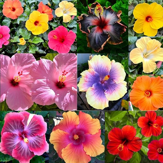 100+Giant Hibiscus Seeds for Planting Outdoor- Perennial Rare Non-GMO Heirloom Flowers Plant for Your Flourishing Garden Home