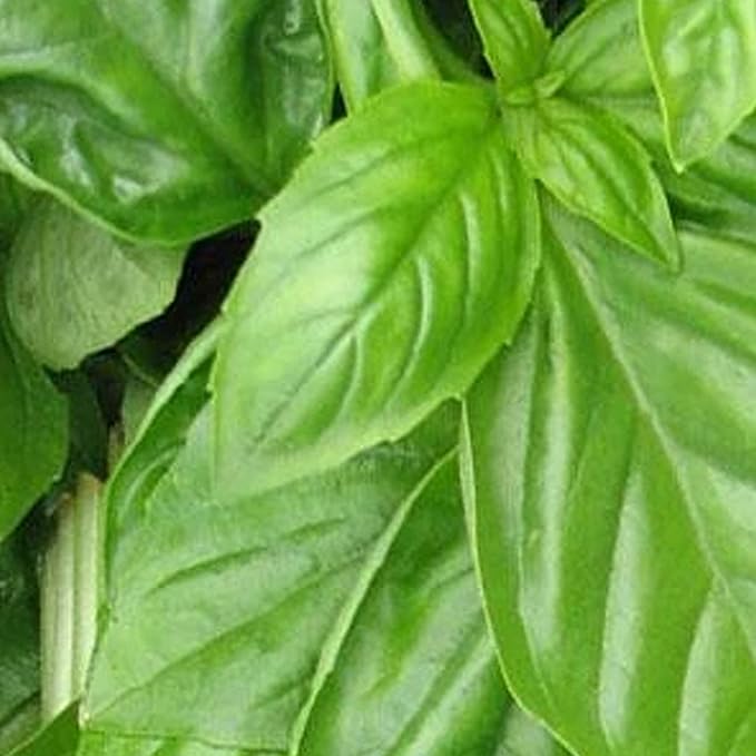 Organic Basil, Genovese - 1/4 LB ~64,000 Seeds - Non-GMO, Open Pollinated, Heirloom, Culinary Herb Gardening & Microgreens Seeds