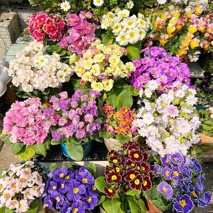 1000+ Perennial Mix Primrose Seeds for Planting-Non-GMO Heirloom, for Gardens & Outdoor Containers