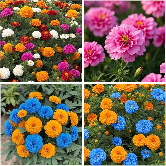 900+ Annual French Marigold Garden Flower Mix Flower Seeds for Planting Garden Decoration
