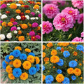 900+ Annual French Marigold Garden Flower Mix Flower Seeds for Planting Garden Decoration