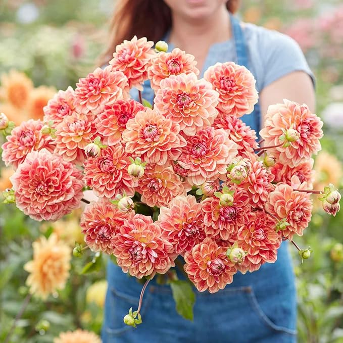 Eden Brothers Dahlia Bulbs (Decorative) - All that Jazz, Non-GMO Bulbs for Planting, 4 Bulbs | Low-Maintenance Flower Bulbs, Plant During Spring, Zones 8, 9, 10, 11