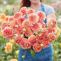 Eden Brothers Dahlia Bulbs (Decorative) - All that Jazz, Non-GMO Bulbs for Planting, 2 Bulbs | Low-Maintenance Flower Bulbs, Plant During Spring, Zones 8, 9, 10, 11