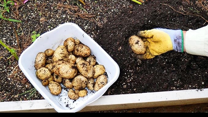 Kennebec Certified Potato Seed, 3LB Whole Potatoes, Grown in USA, Farm Fresh
